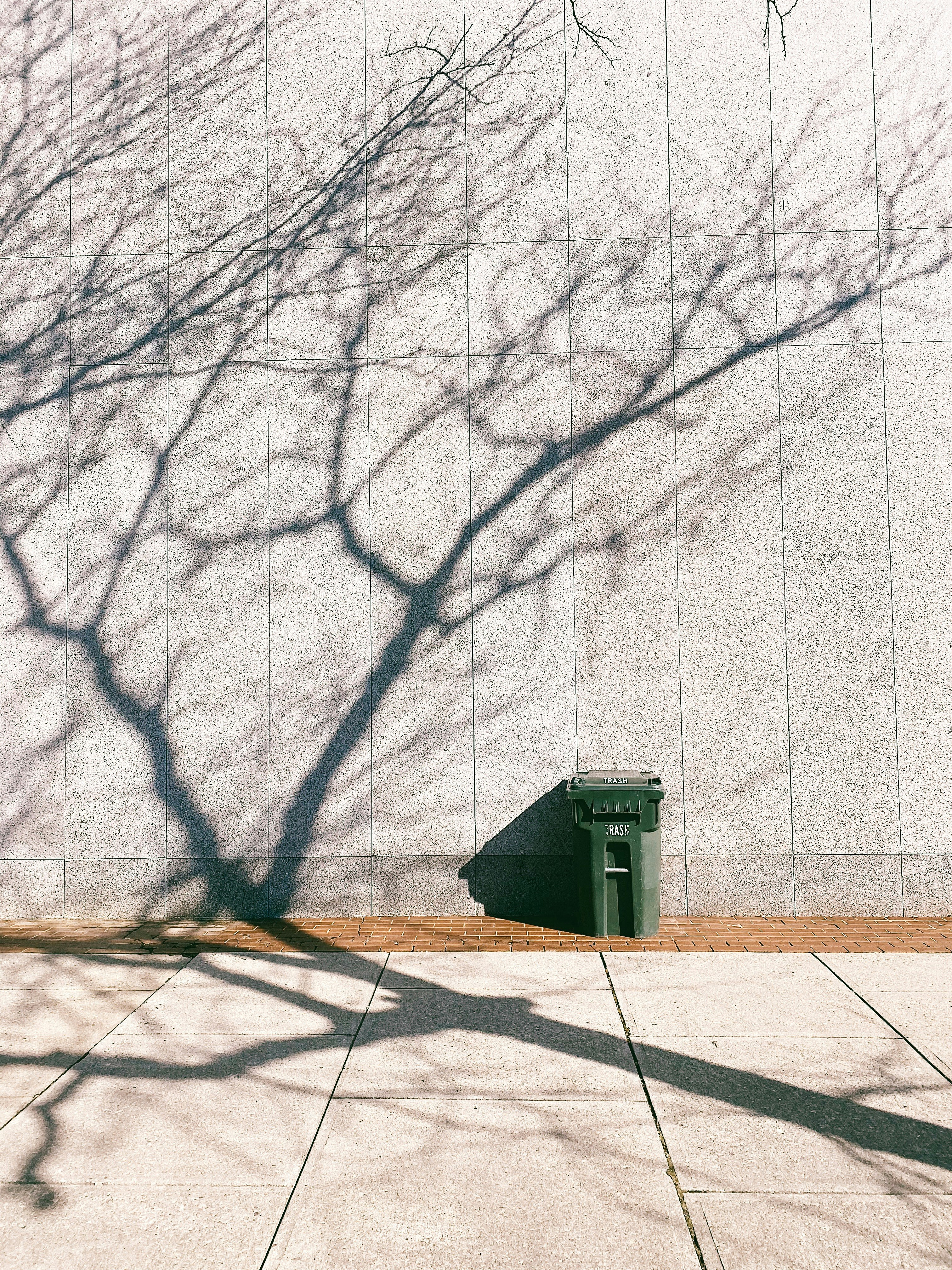 black bare trees on brown concrete floor